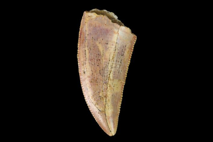 Serrated, Raptor Tooth - Real Dinosaur Tooth #149080